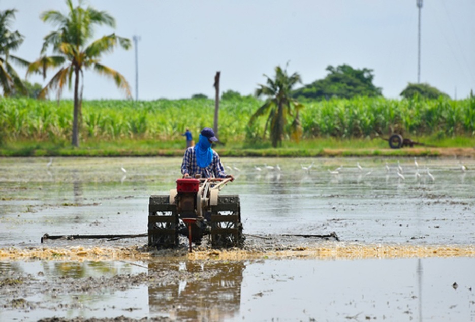 Different Methods of Direct Seeded Rice in India