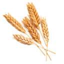 WHEAT