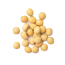 SOYABEAN