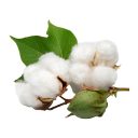 COTTON